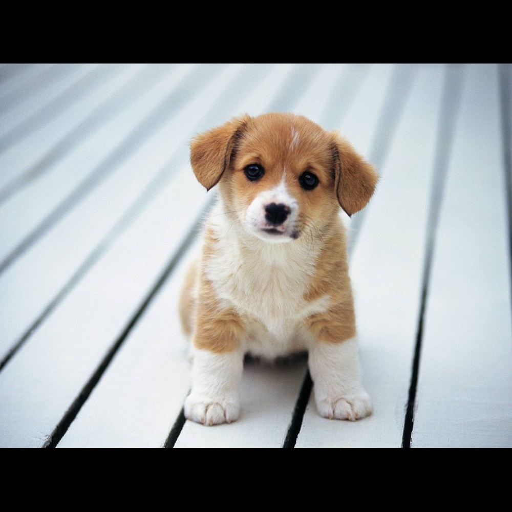 Meet your Posher, Henry
